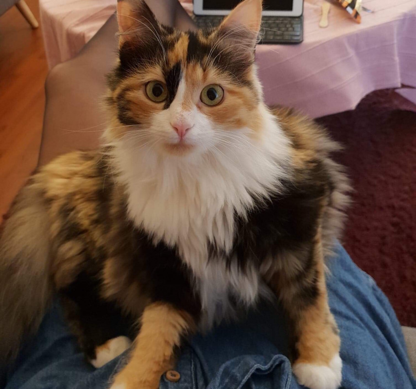 image_Cherche garde chat