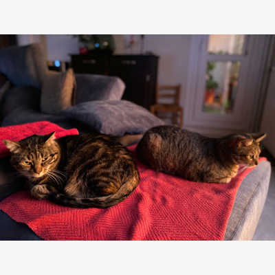 image_Visite à domicile de deux chats et....