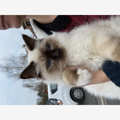 image_Pet sitter