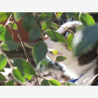 image_Pet Sitter