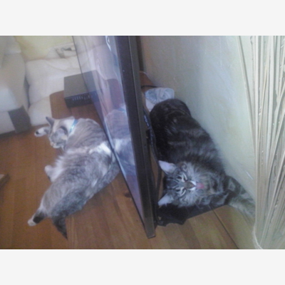 image_Garde chat à mon domicile - petsitter (8€/ jour)