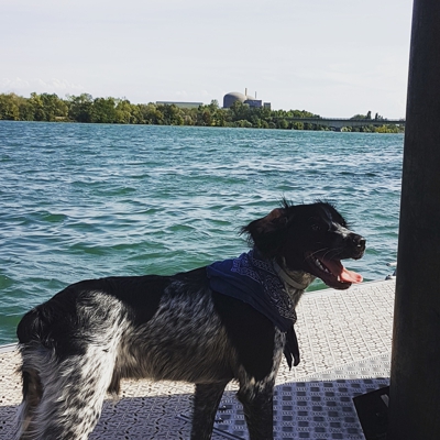image_Petsitter pour vos amis à quatre pattes