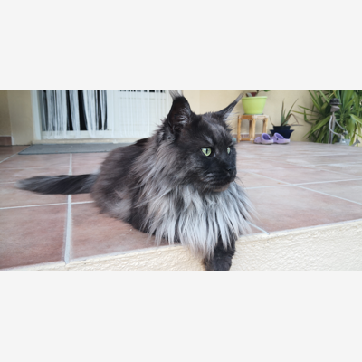image_Garde de chat