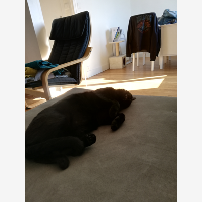 image_Pet sitter tout animaux