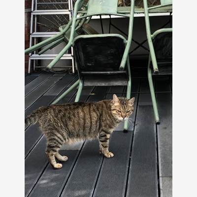 image_URGENT - garde de chat à votre domicile