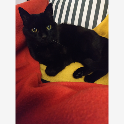 image_Recherche garde à domicile pour mon chat - 23/27 décembre