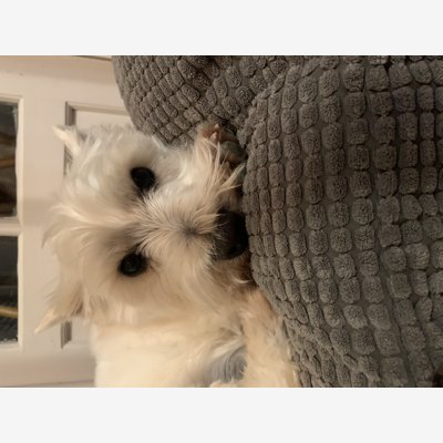 image_Petit chien très calme cherche nounou