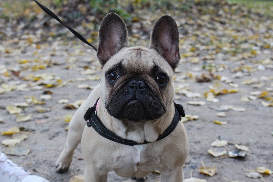 image_Dog sitter