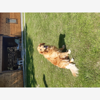 image_MAYA golden 4 ans cherche maison pour ETE 2020