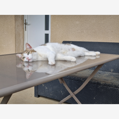 image_Cherche garde chat à votre domicile