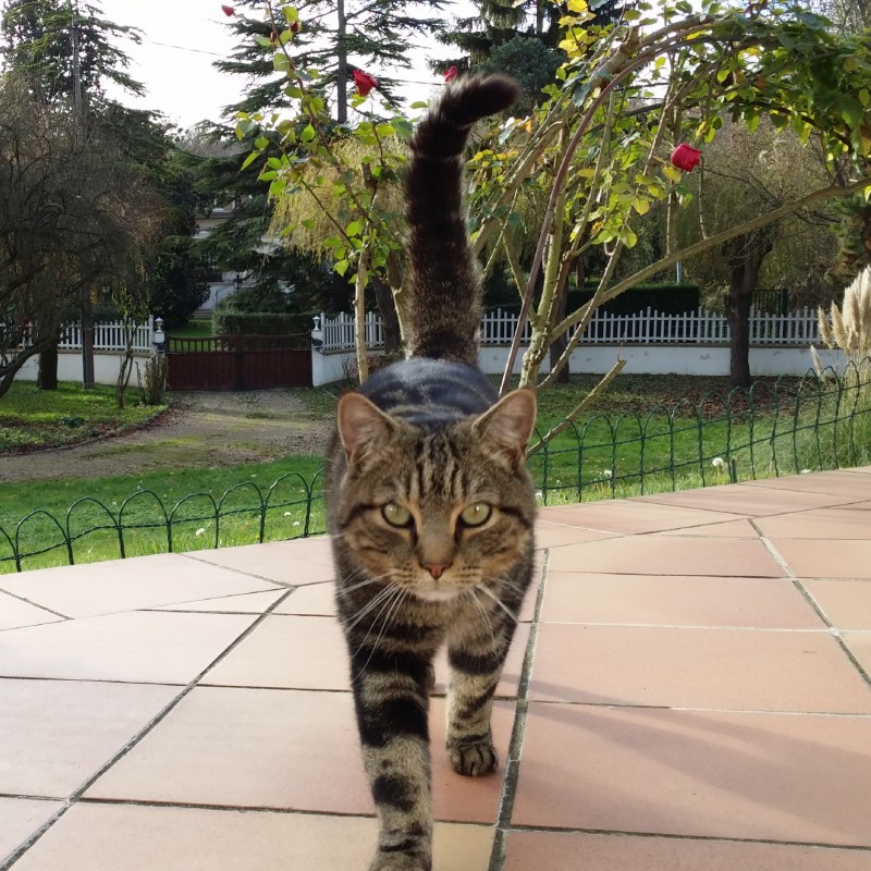 image_Garde de chats/autres animaux