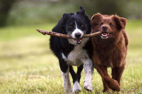 image_Balades canines