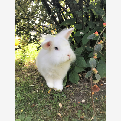 image_Garde de petits animaux