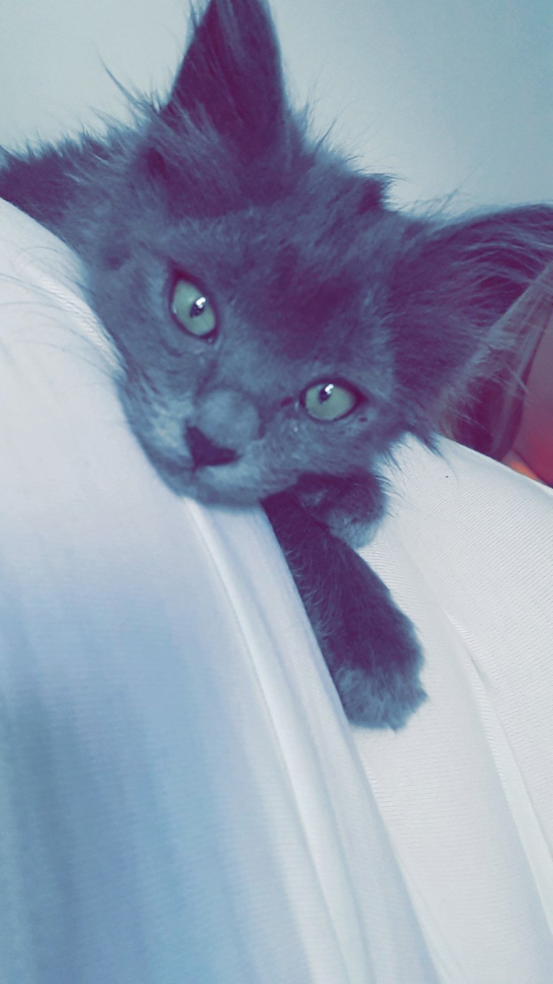 image_Petsyster