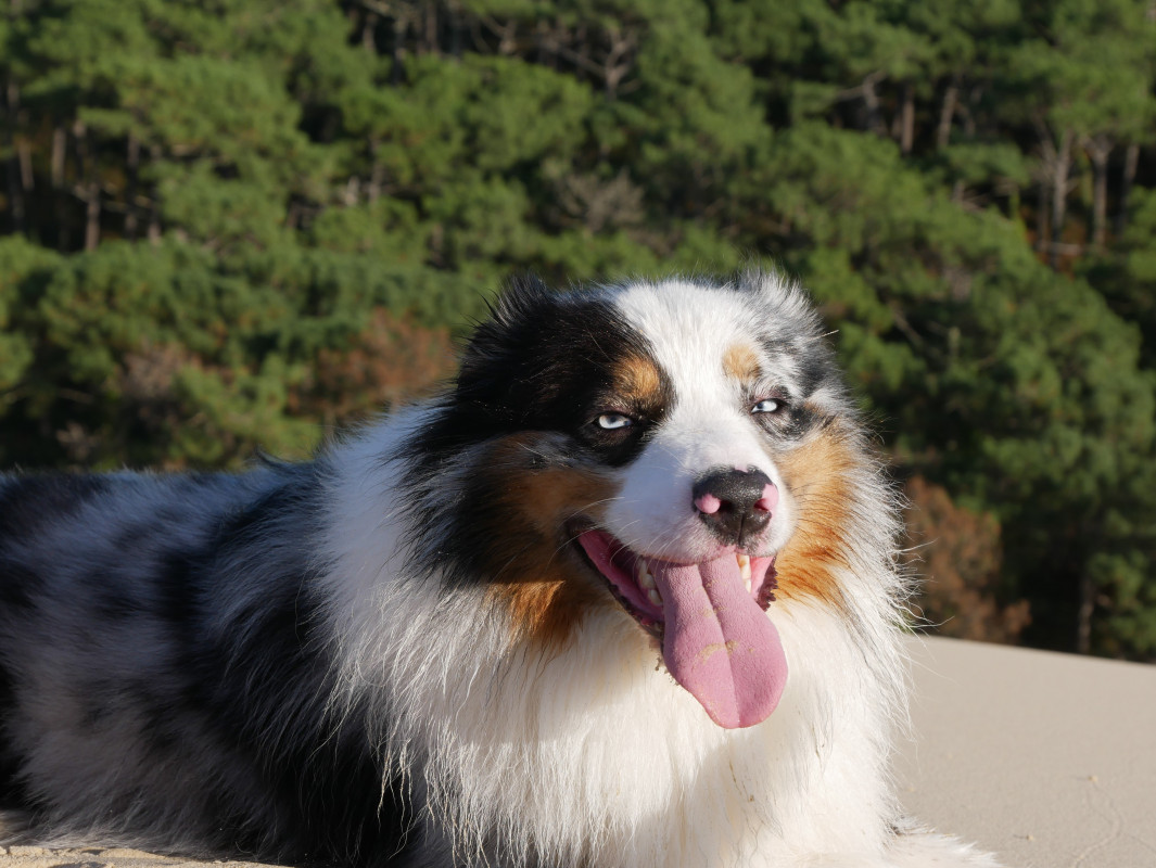 image_Garder mon Chien