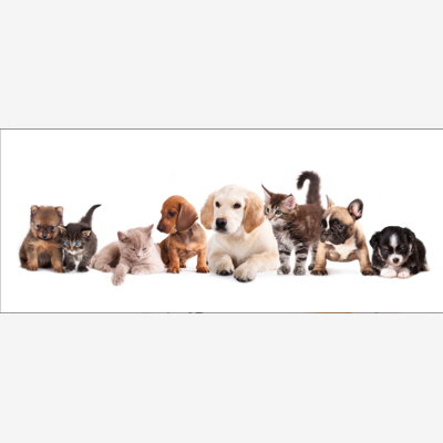 image_PETSITTER