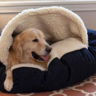 image_GARDE DE CHIEN VACANCES D'ÉTÉ