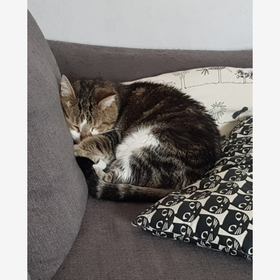 image_Macaron et Gommette recherche un petsitter !!