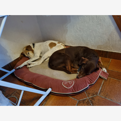 image_Recherche petsitter