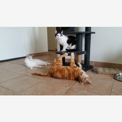 image_Garde d'animaux