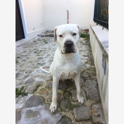 image_Cherche Une personne pour garder mon chien 2 semaines par mois