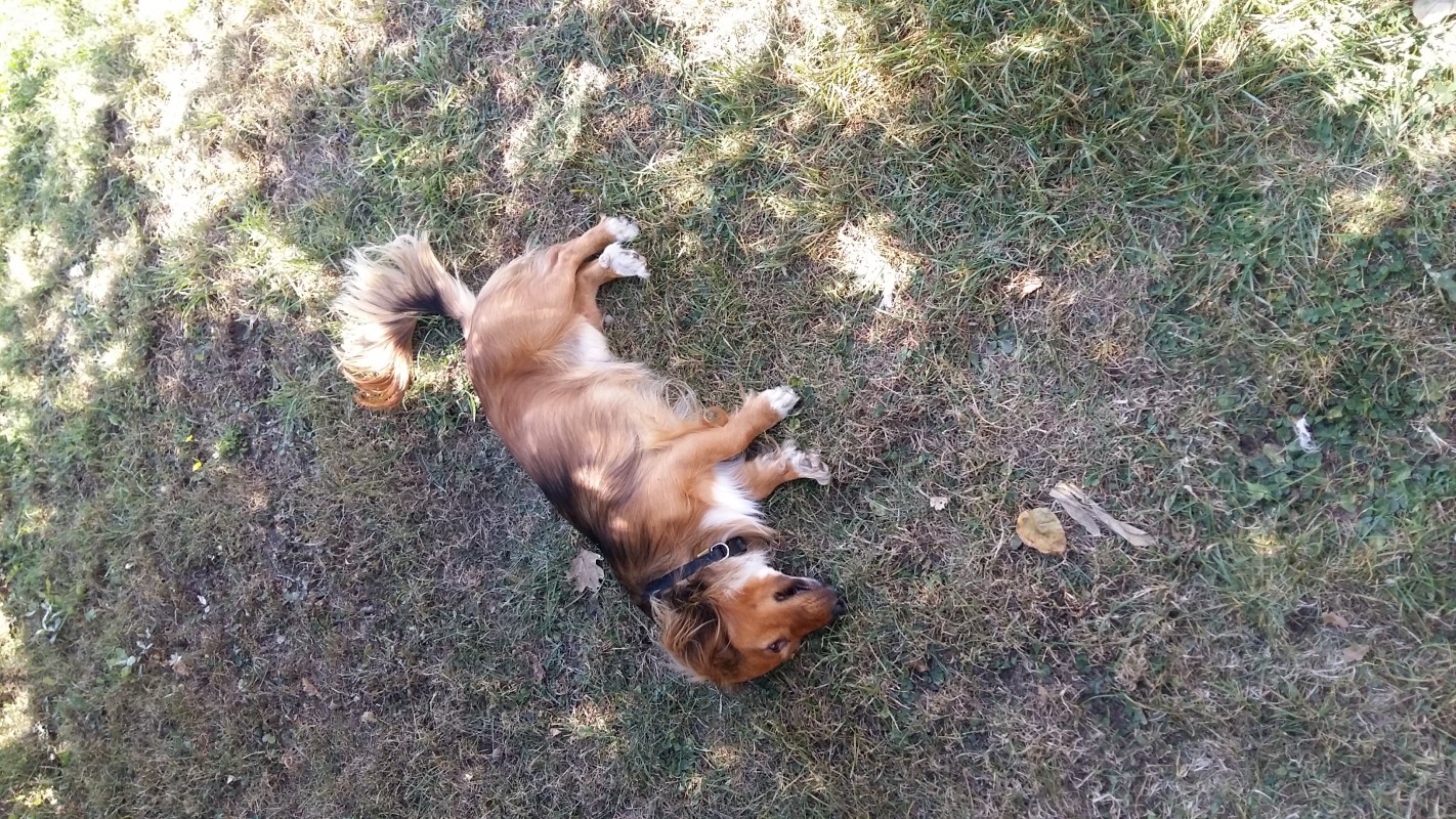 image_Je m'occupe de votre chien pendant votre absence