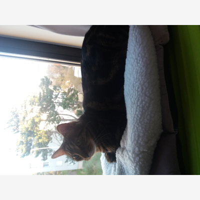 image_Visiter mon chat