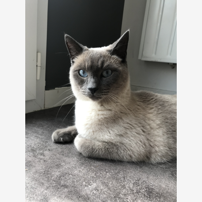 image_Garde chat en famille d'accueil