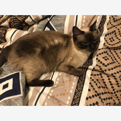 image_Je recherche une personne pour rendre visite à mes 2 chats si possible 2 fois par jour.