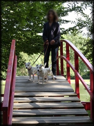 image_Garde de chien