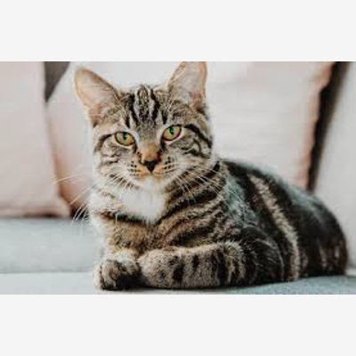 image_Autoentrepreneur : je garde vos animaux