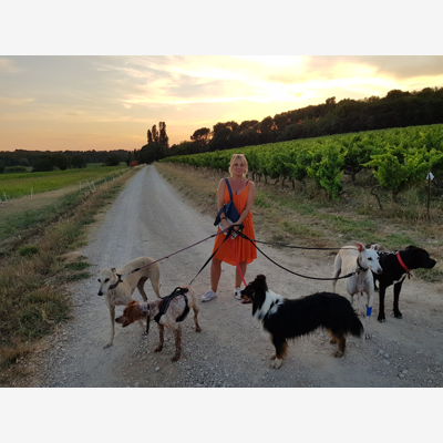 image_Garde de chiens