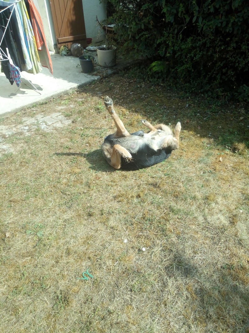 image_Pour un bon séjour canin