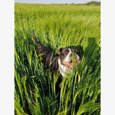 image_Bon pour séjour canin