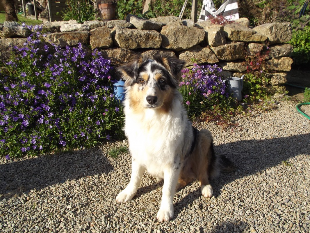 image_Garde chien