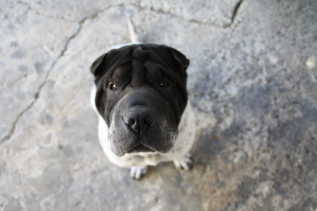 image_Garde d'animaux