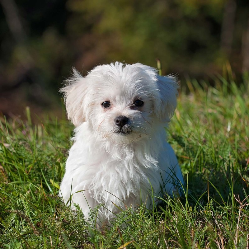 image_Dog sitting, promenades