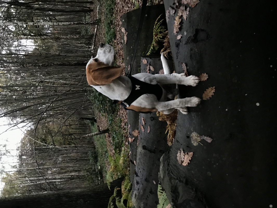 image_GARDE DE MON BEAGLE VENDREDI 29