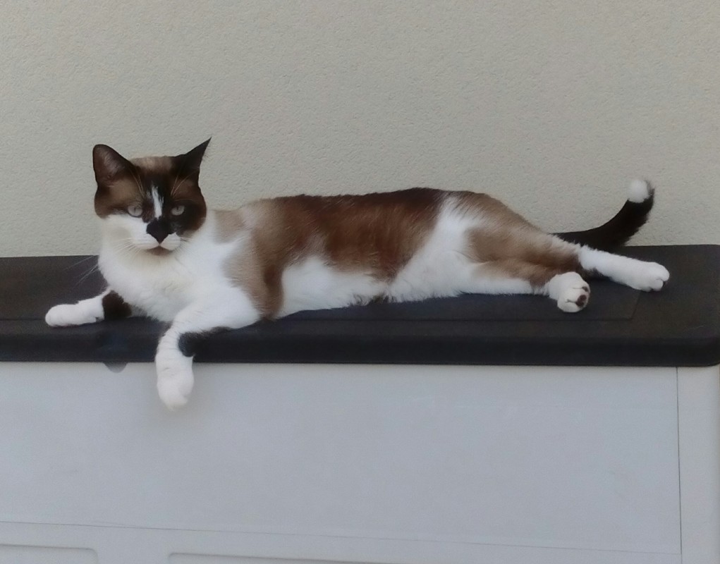 image_Garde d'animaux