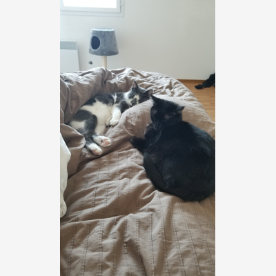 image_Garde d'animaux