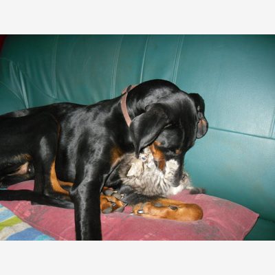 image_Garde chien pour 20 jours