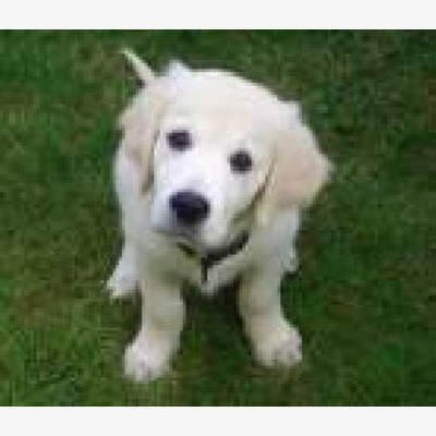 image_garde de chienne