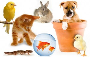 image_Gardes d'animaux et promenades de chiens