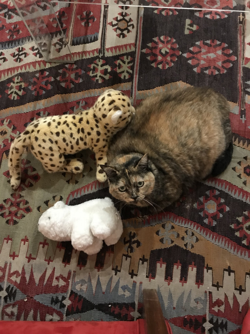 image_Garde chats, poissons, tortues, hamsters et promène chiens