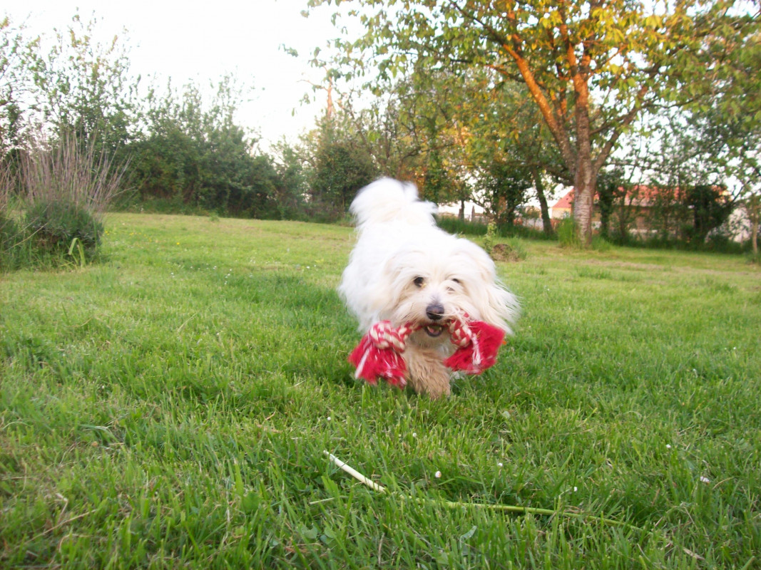 image_Garde d'animaux Petsitter