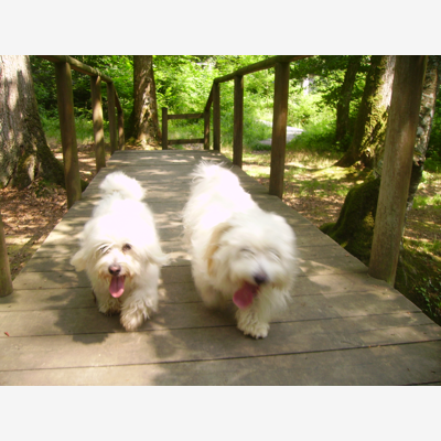 image_Garde d'animaux