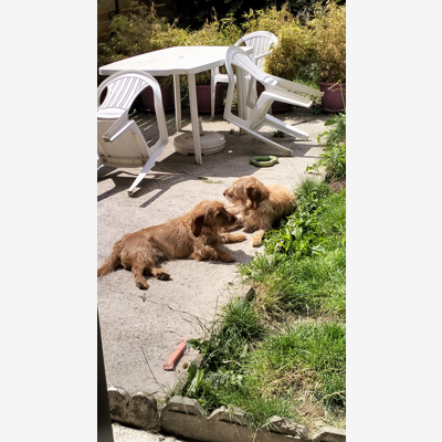 image_Pension familiale 5* pour boules de poils