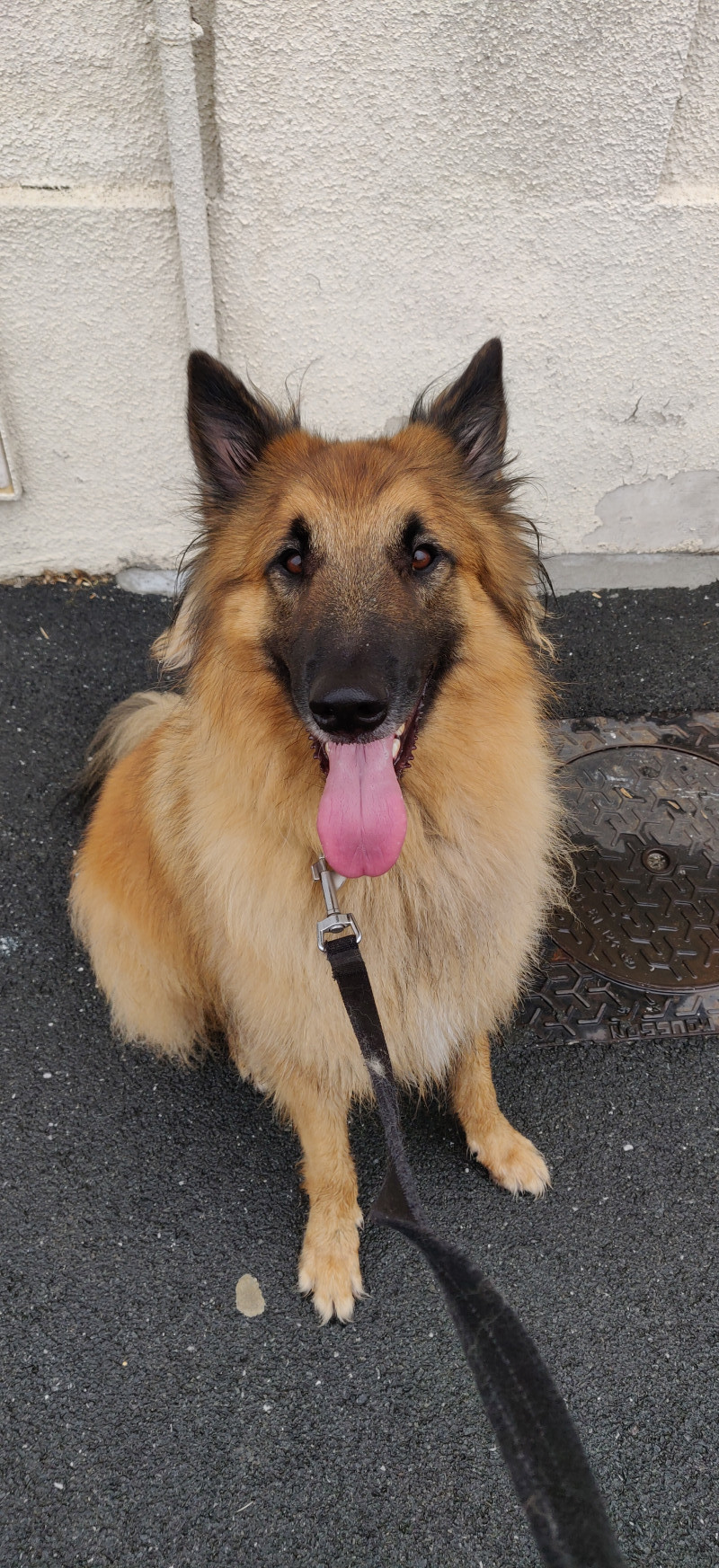 image_Cherche Dogsitter pour Noël