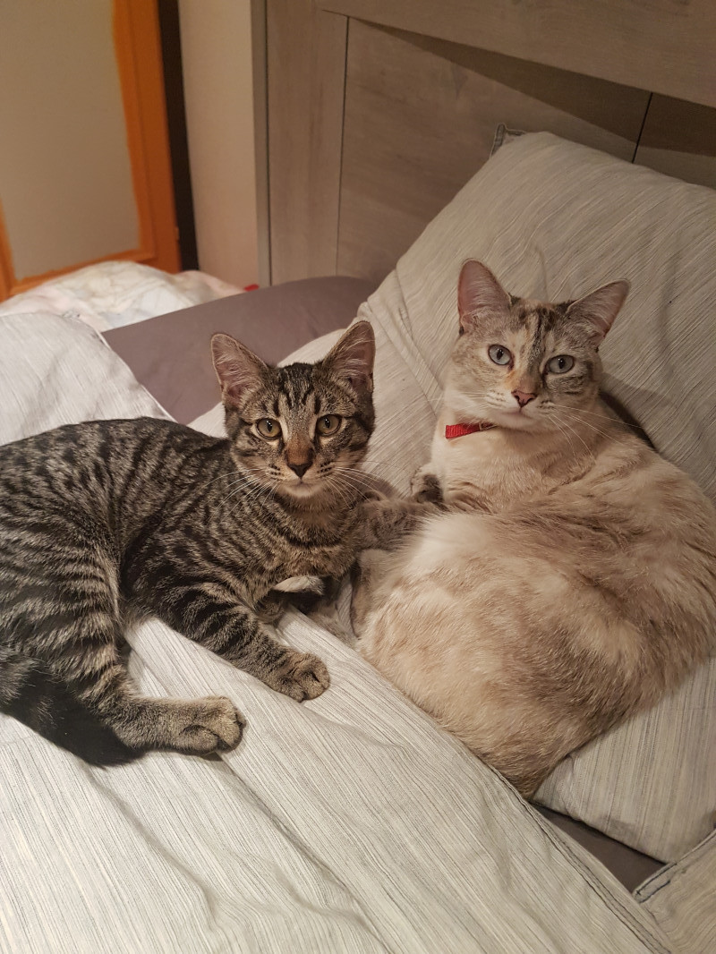 image_garde de chat