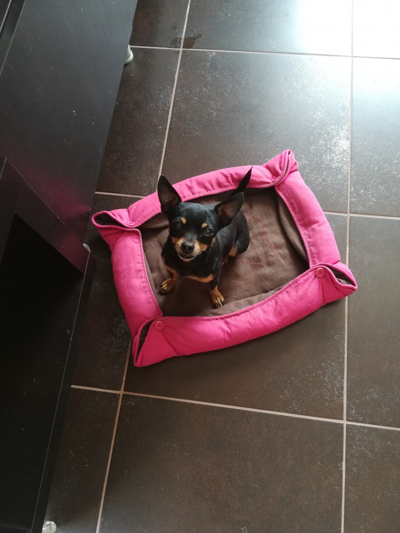 image_RECHERCHE PERSONNE POUR GARDE CHIEN ET CHAT